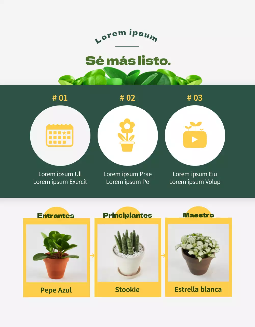 Una tienda especializada en suculentas verdes y adorables (más)