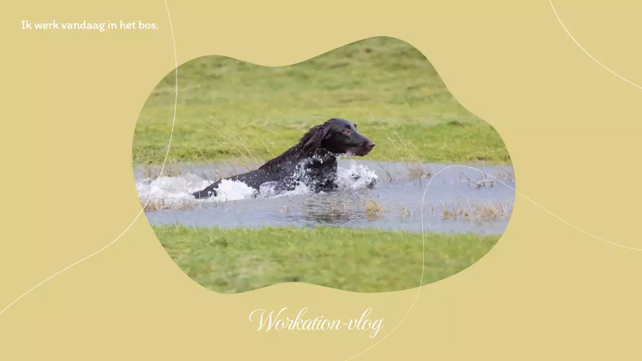 Geel Werkvakantie YouTube vlog thumbnail