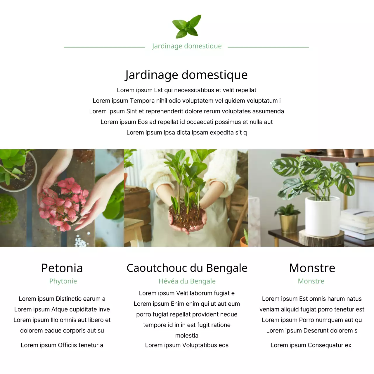 Plantes purificatrices d'air avec photos de jardinage vertes