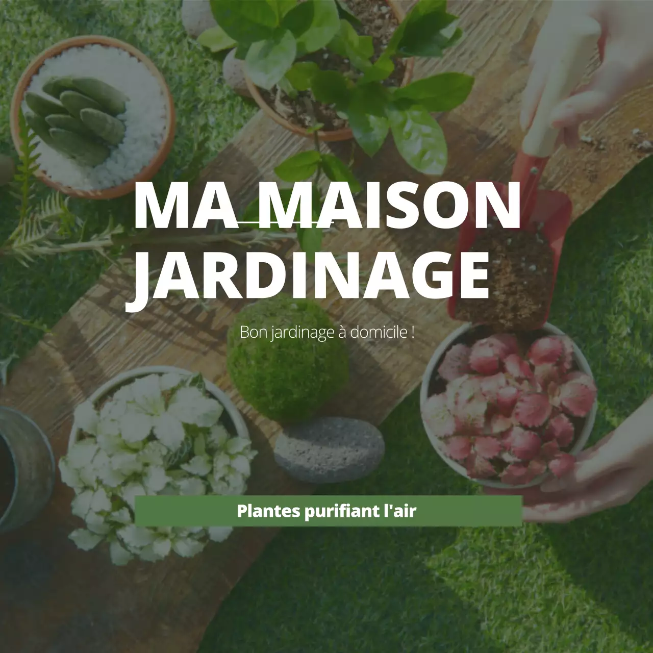 Plantes purificatrices d'air avec photos de jardinage vertes