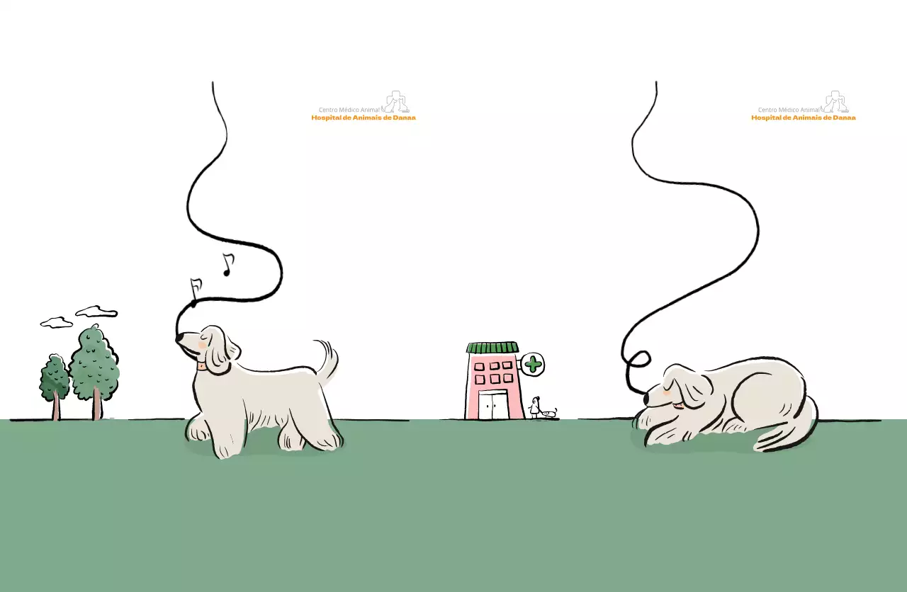 Cachorro