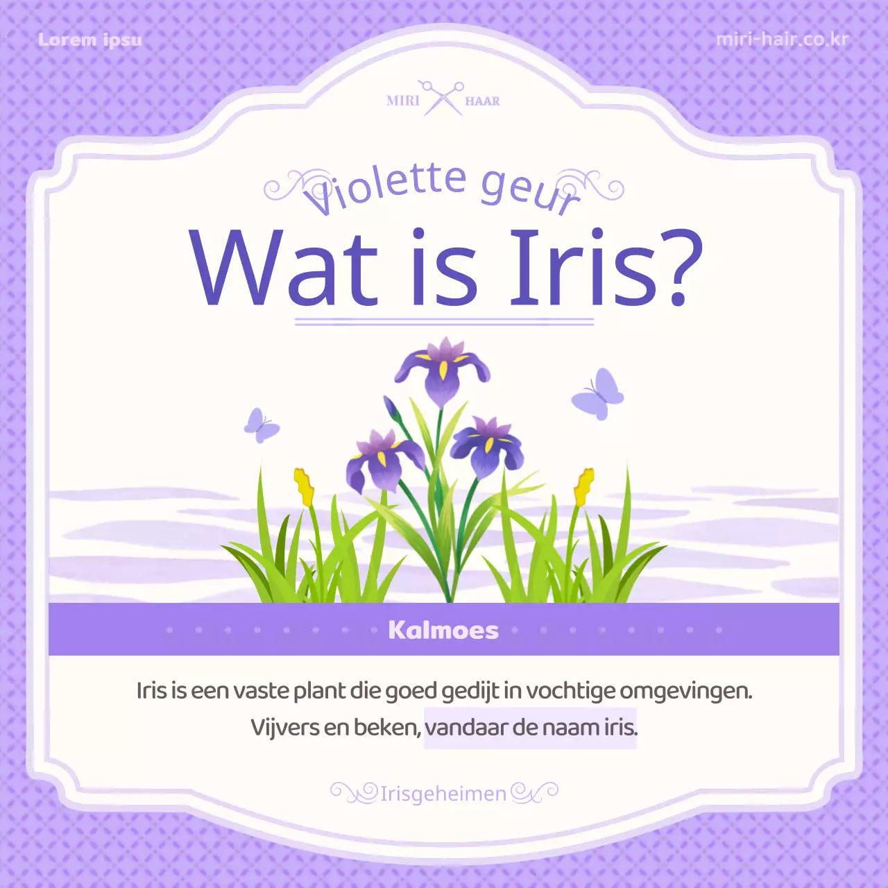 Introductie van het paarse illustratieconcept van tan'o en irisinformatie