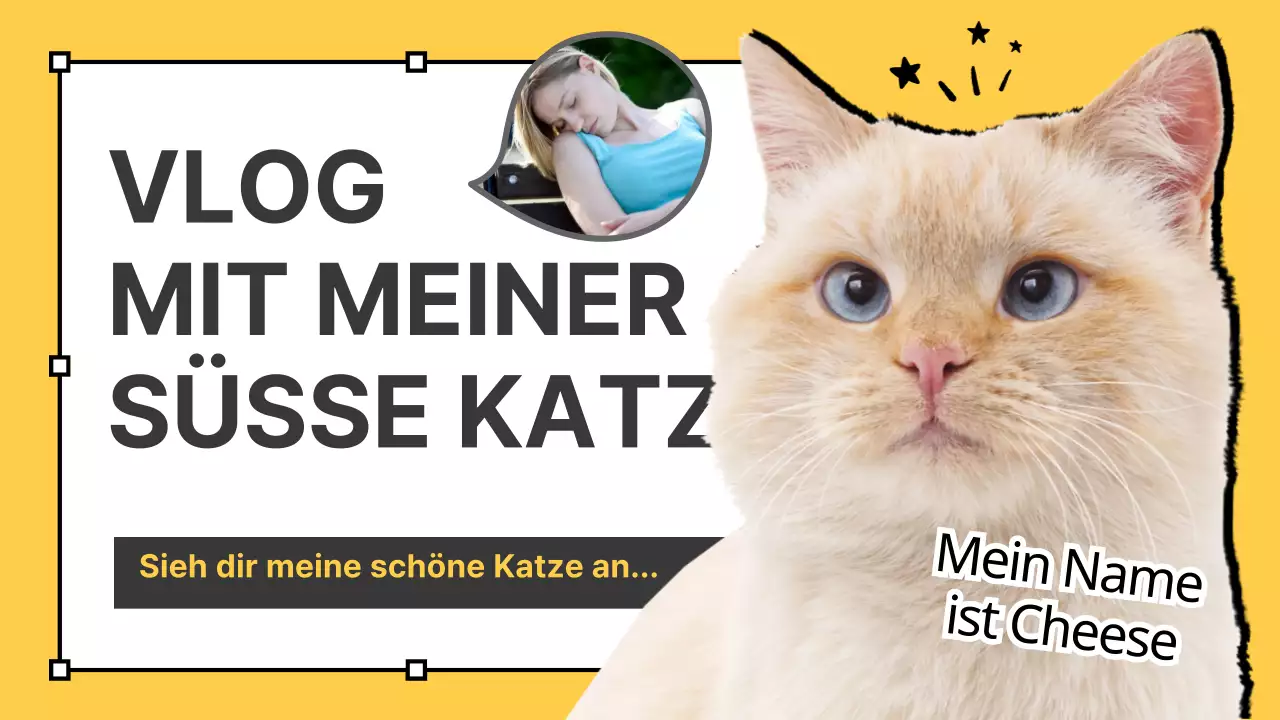 Katzen-Vlogs