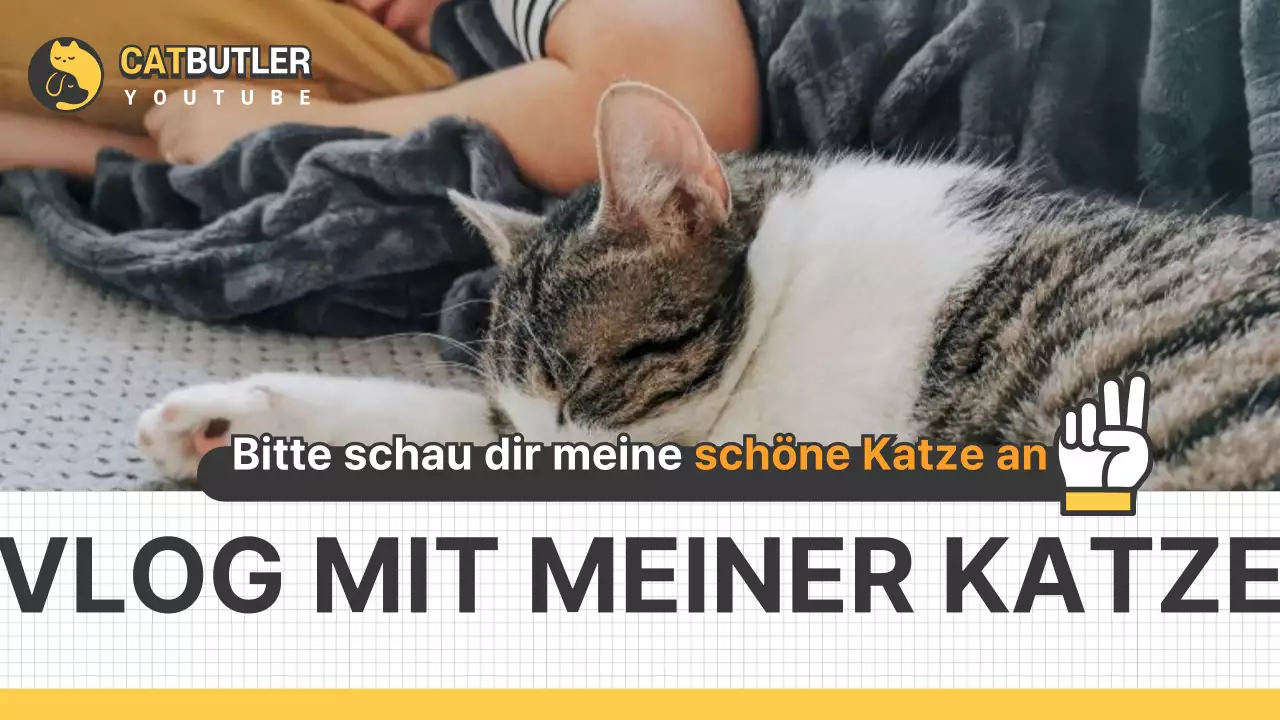 Katzen-Vlogs