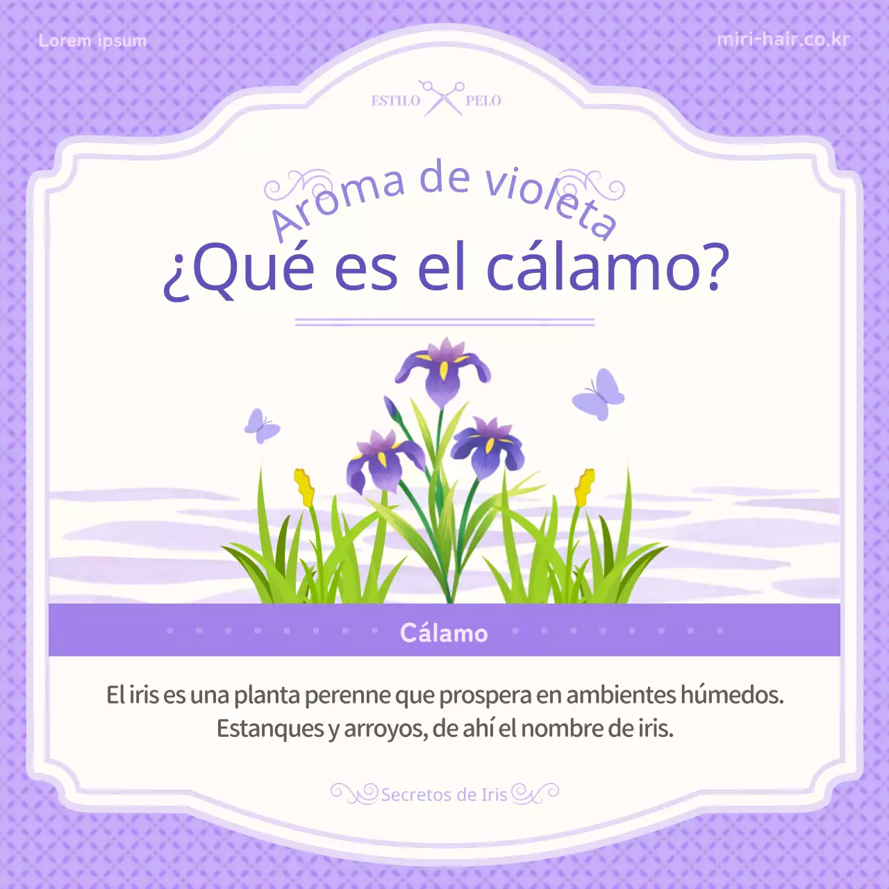 Presentación del concepto de ilustración púrpura de tan'o e información sobre el iris