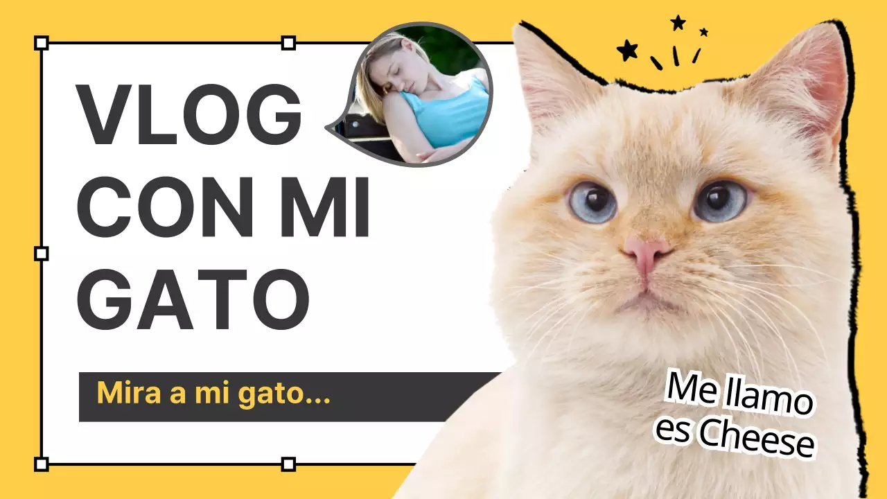 Vlogs de gatos