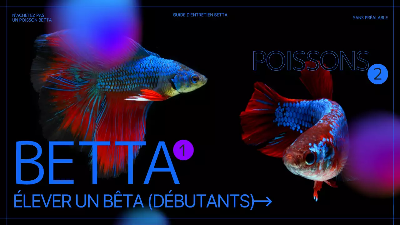 Élever un poisson noir et bleu pour débutants