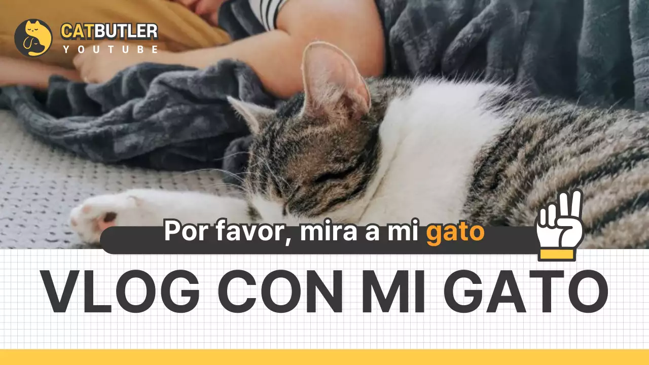 Vlogs de gatos