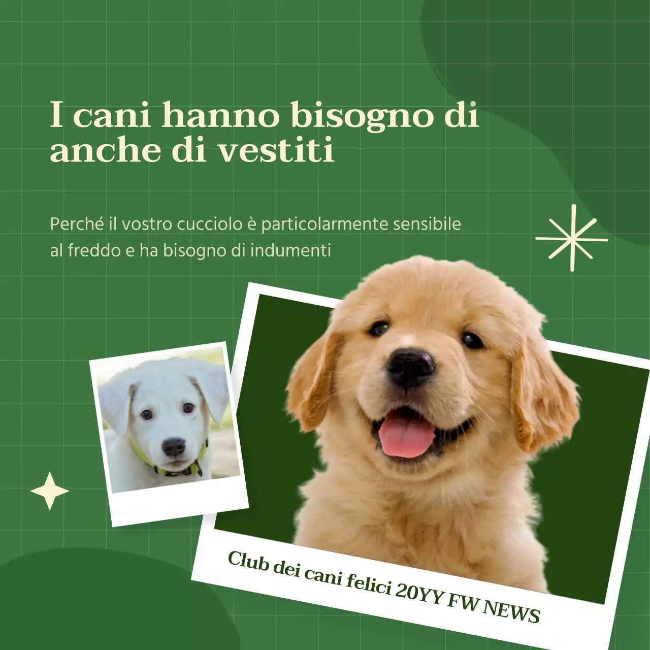 Vestiti per cani dai colori vivaci