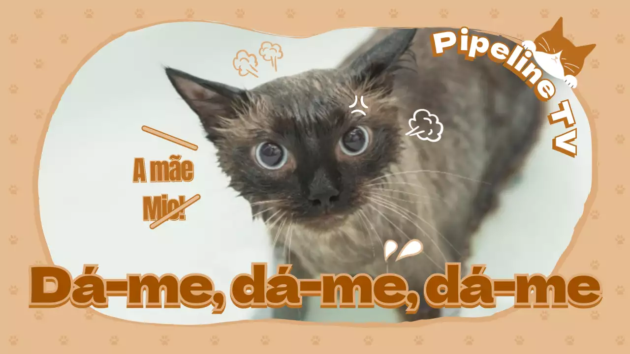 Canal do gato no Youtube