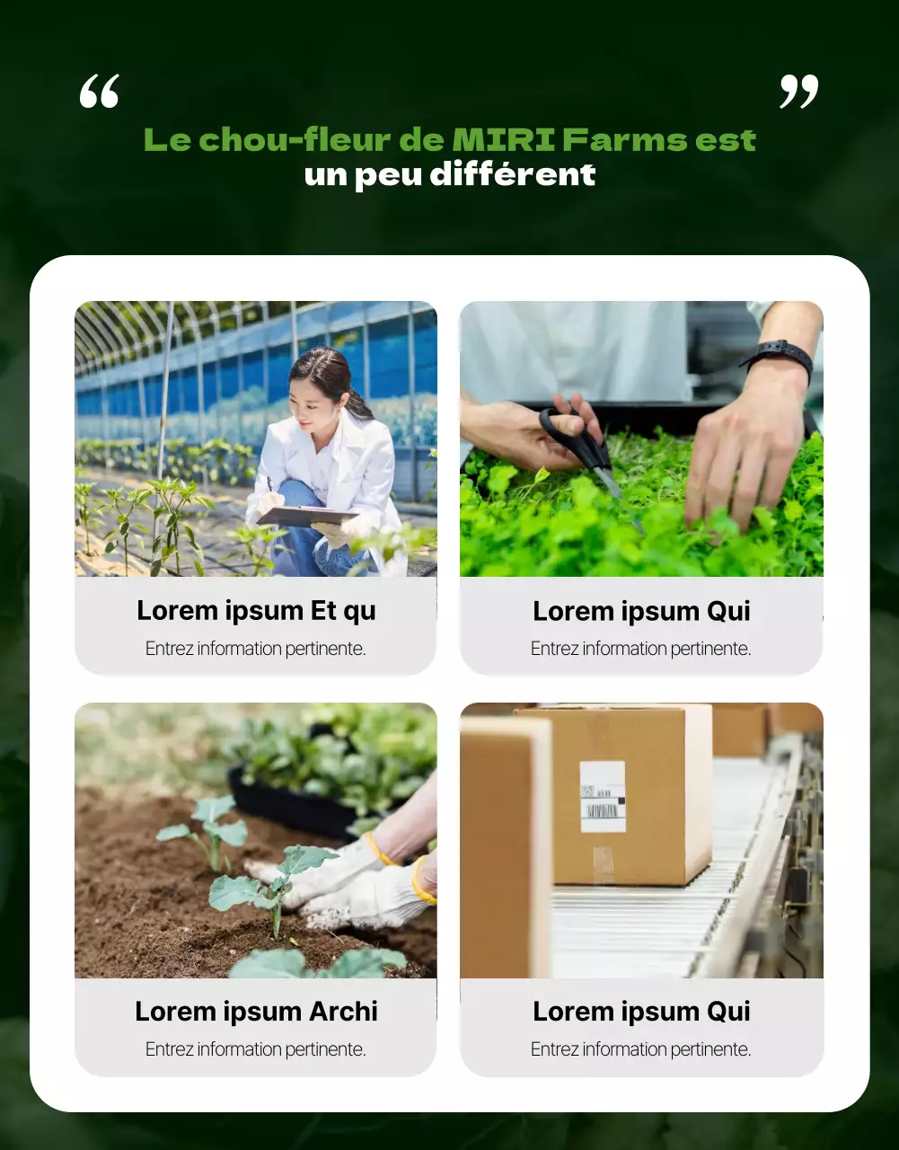 Chou-fleur sain sur le thème de la chartreuse verte