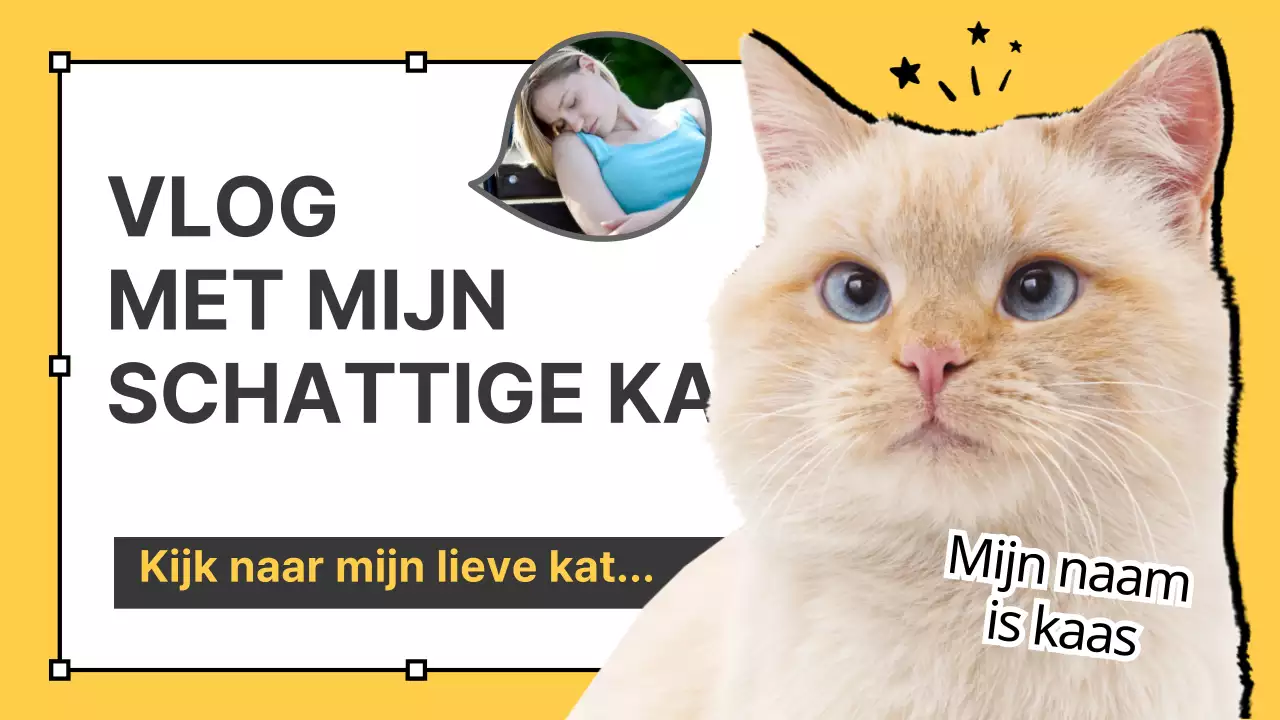 Kattenvlogs