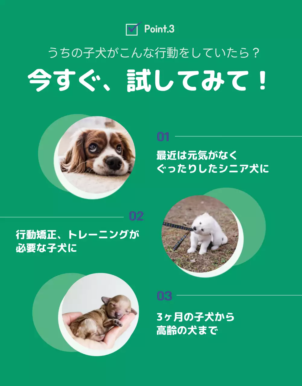 青 シンプル ペット 広告 詳細ページ