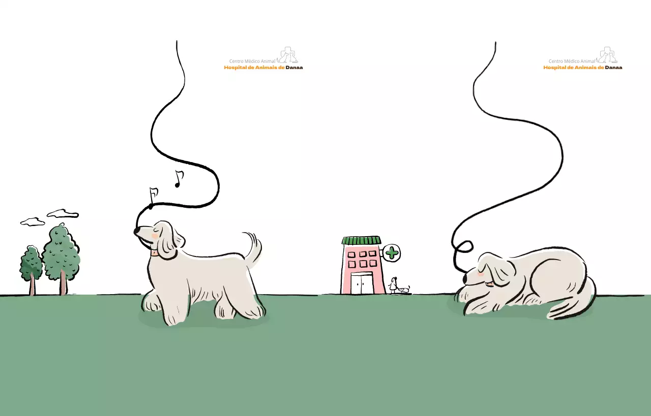 Cachorro