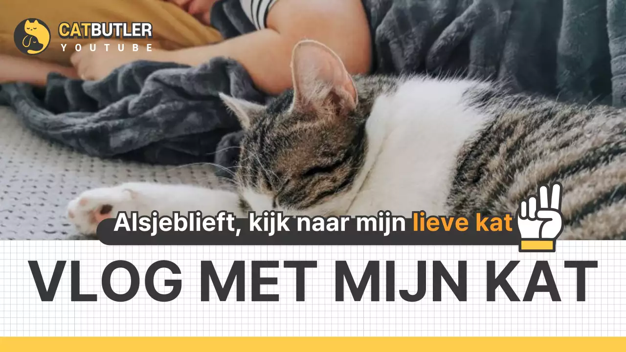 Kattenvlogs