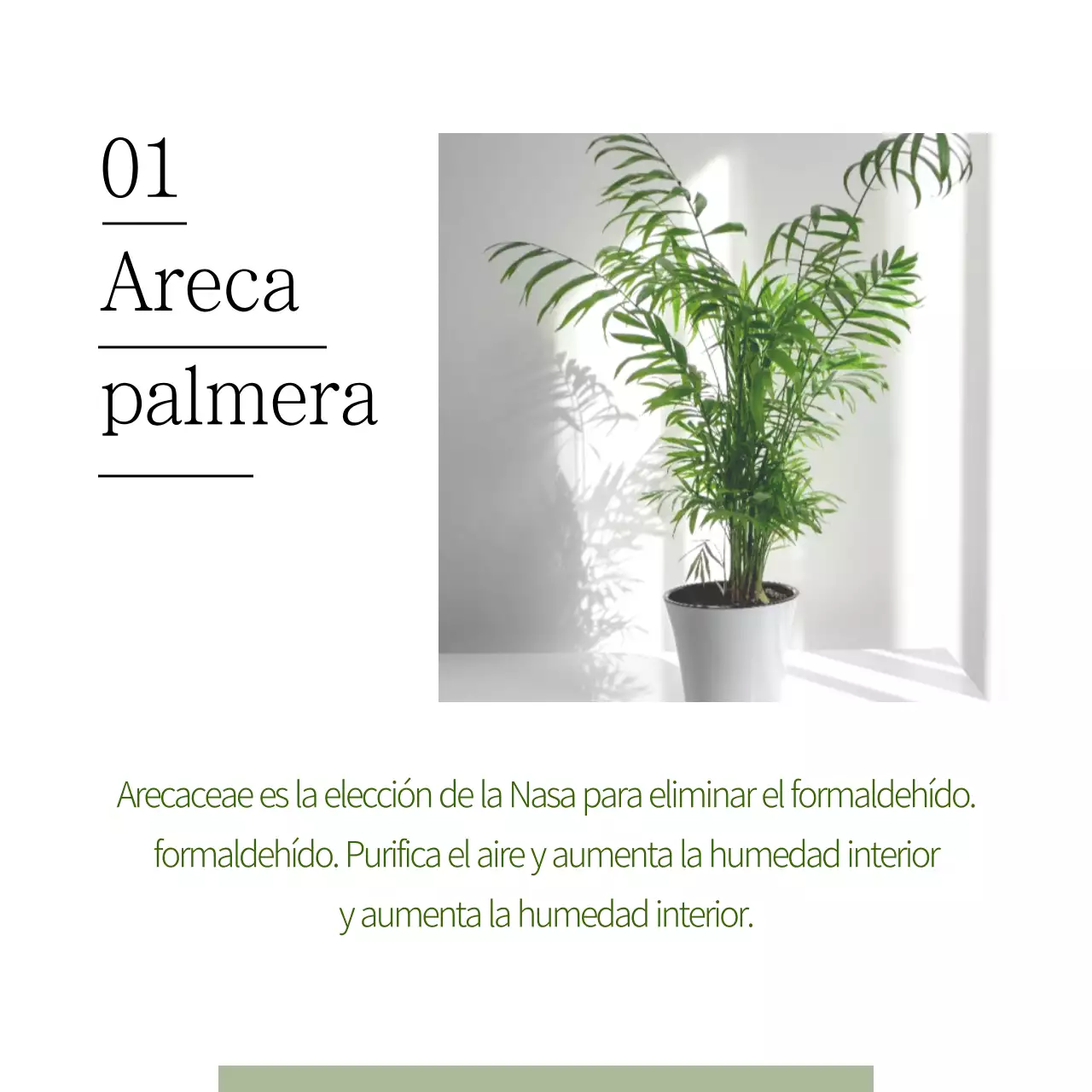 Mascotas que atrapan polvo fino