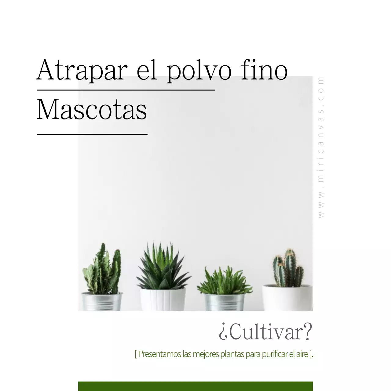 Mascotas que atrapan polvo fino