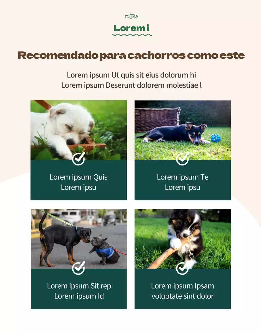 Acerca de la comida para mascotas Orange Colour Points Premium (página detallada)