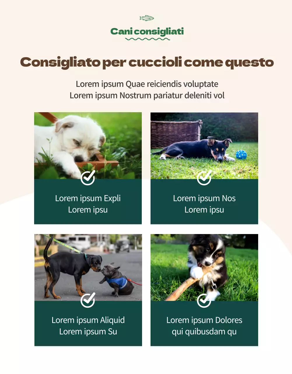 Informazioni su Orange Colour Points Premium Pet Food (pagina dettagliata)