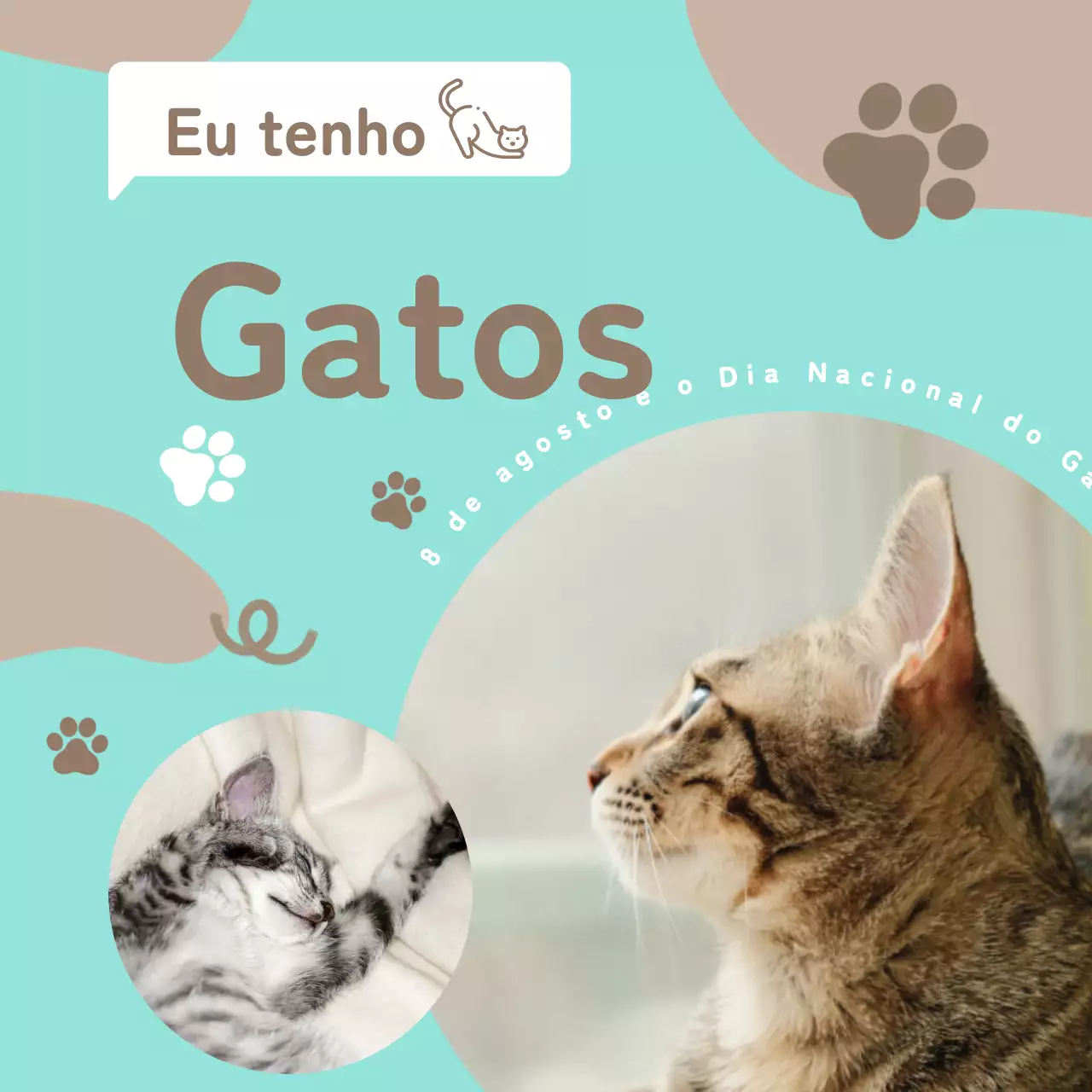 Materiais promocionais conceptuais em castanho e azul claro com impressão de gato