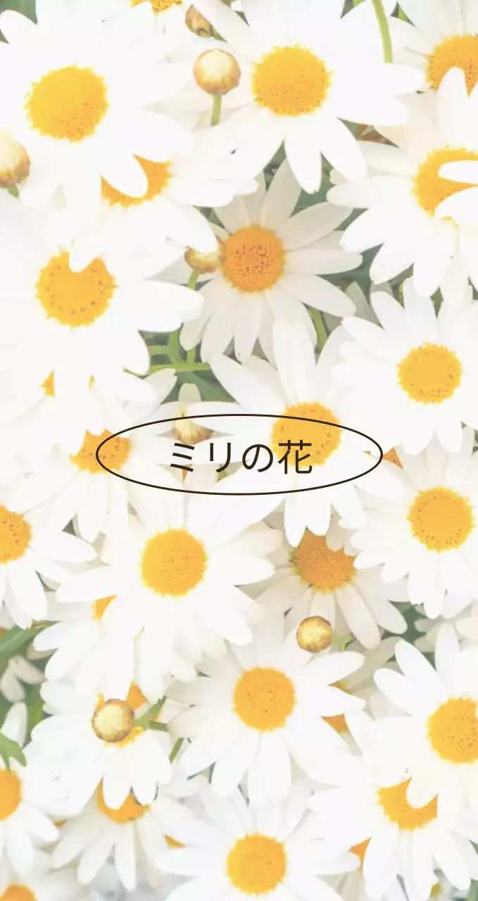 感性的なカモミール写真コンセプトの花屋の広報・情報案内