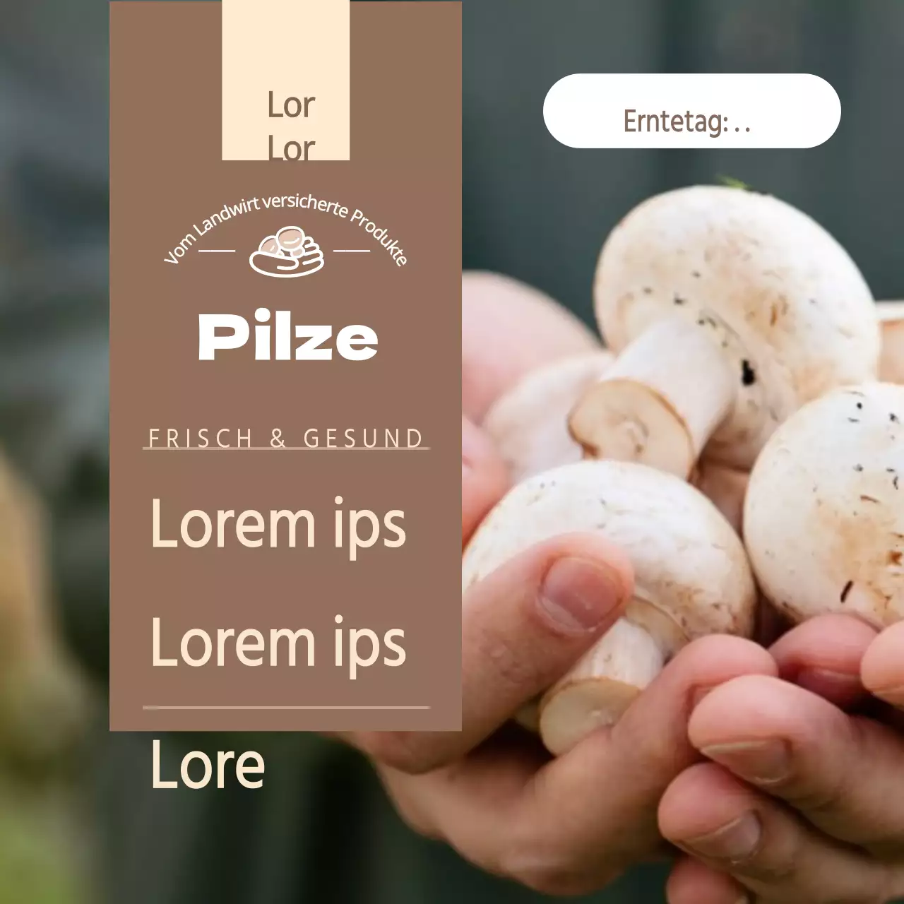 Direkte Pilzlieferung