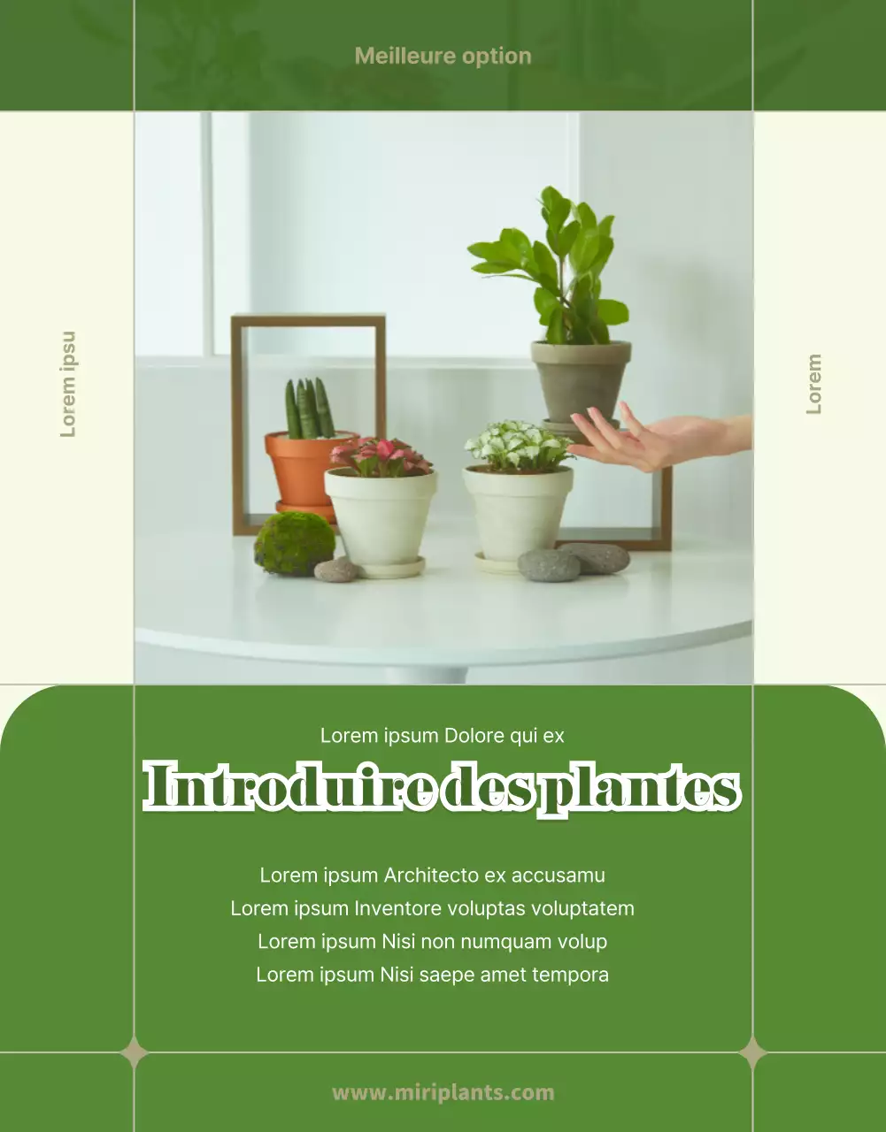 Succulentes vertes et beiges page de détail