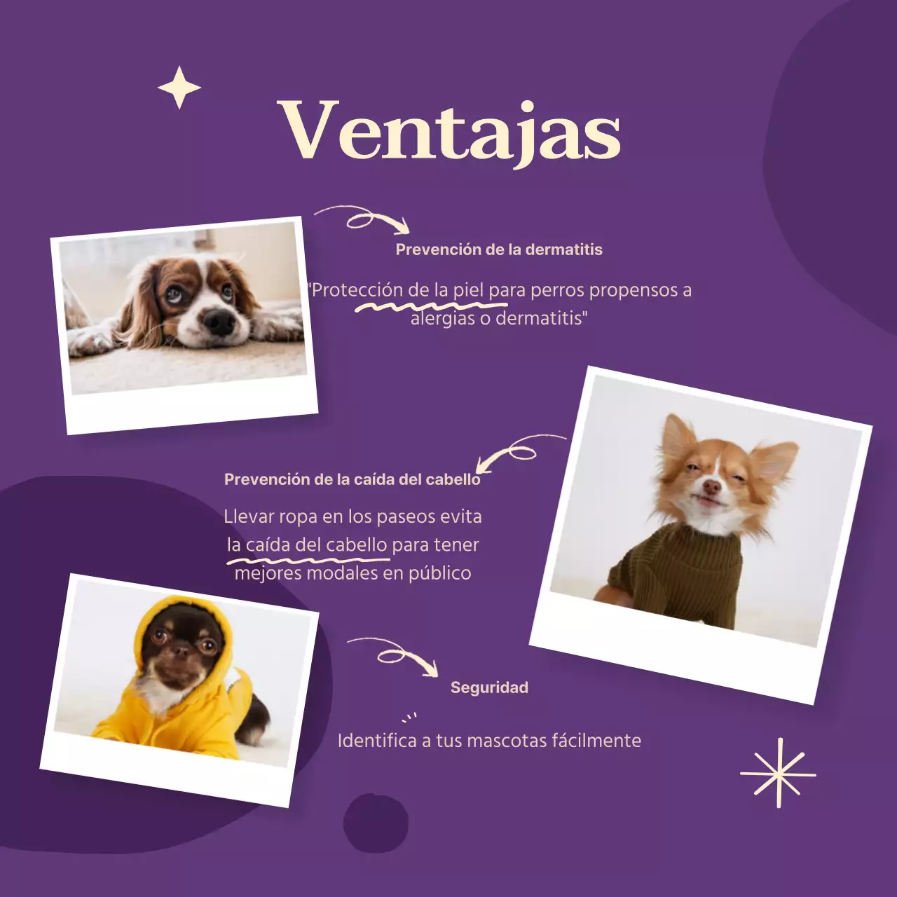 Ropa para perros de colores vivos