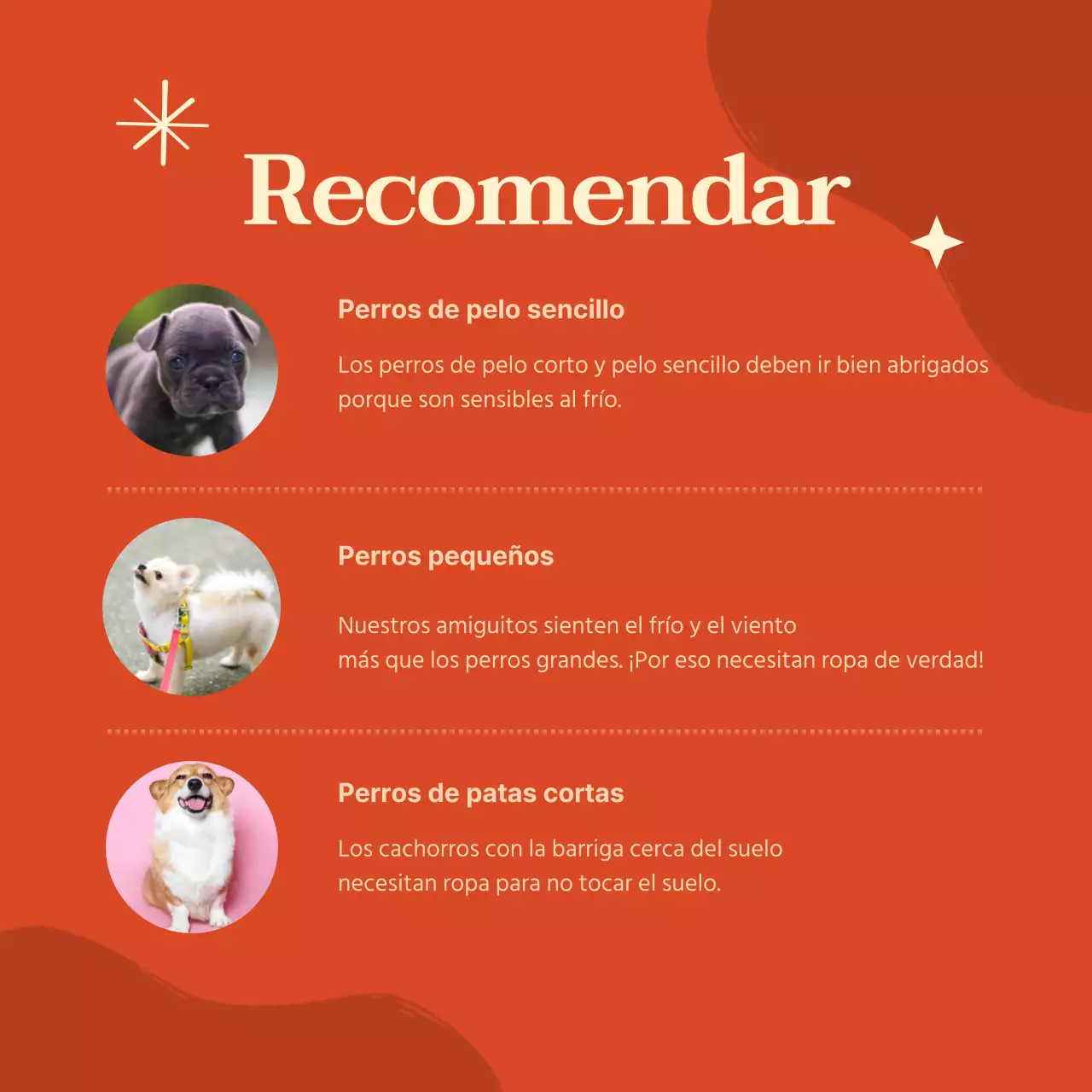 Ropa para perros de colores vivos