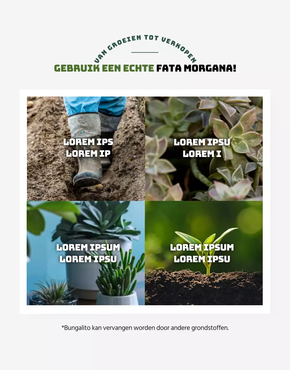 Een winkel gespecialiseerd in groene en schattige vetplanten (meer)