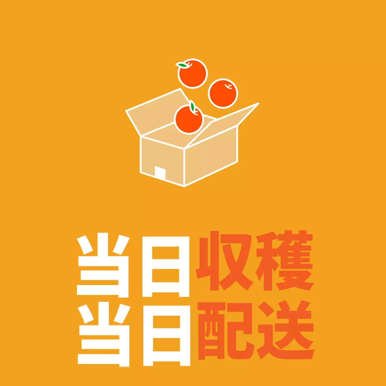 農産物_当日収穫