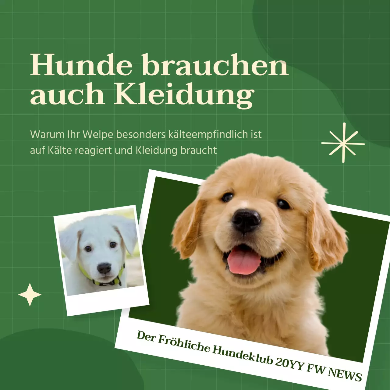 Leuchtend bunte Hundekleidung