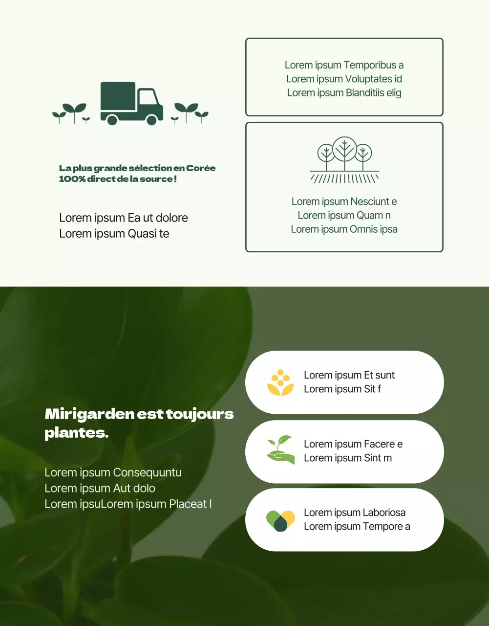 Une boutique spécialisée dans les succulentes vertes et adorables (plus)