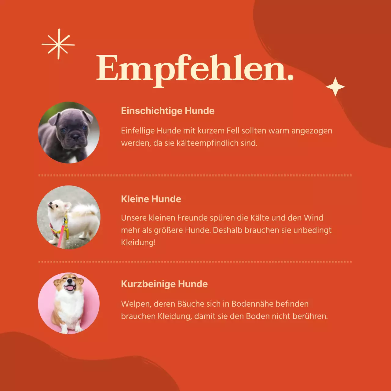 Leuchtend bunte Hundekleidung