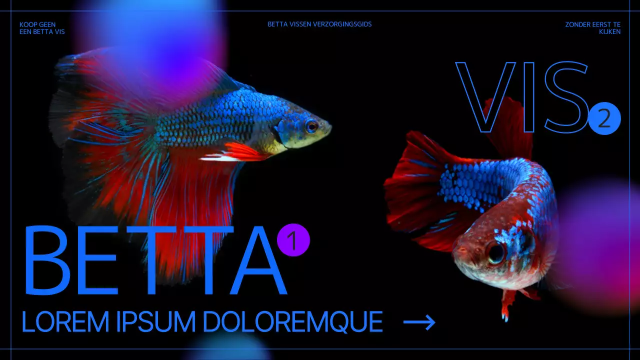 Een zwart-blauwe beginnersvis grootbrengen