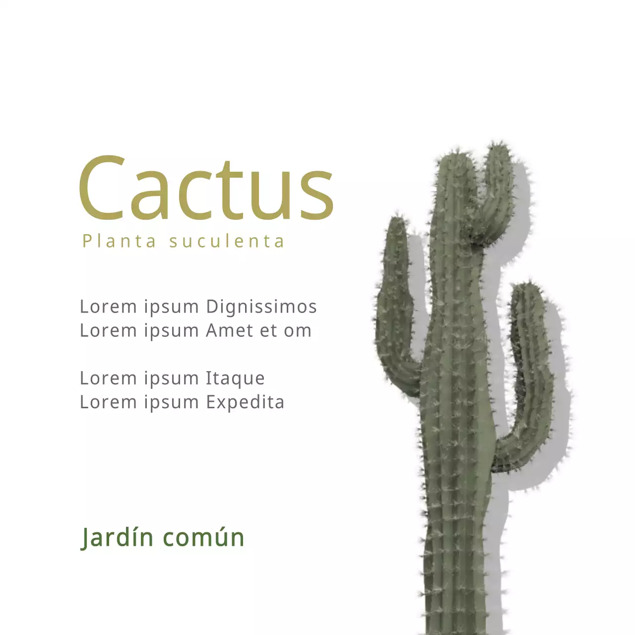 Cactus