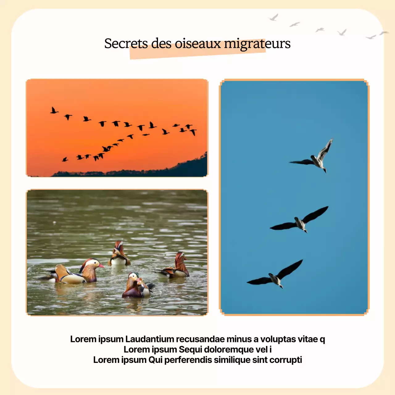 Un simple guide des oiseaux migrateurs jaune et orange