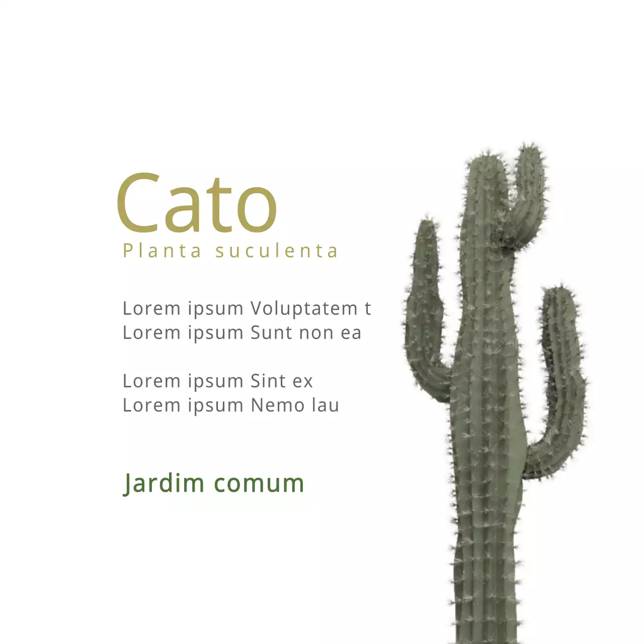 Cato
