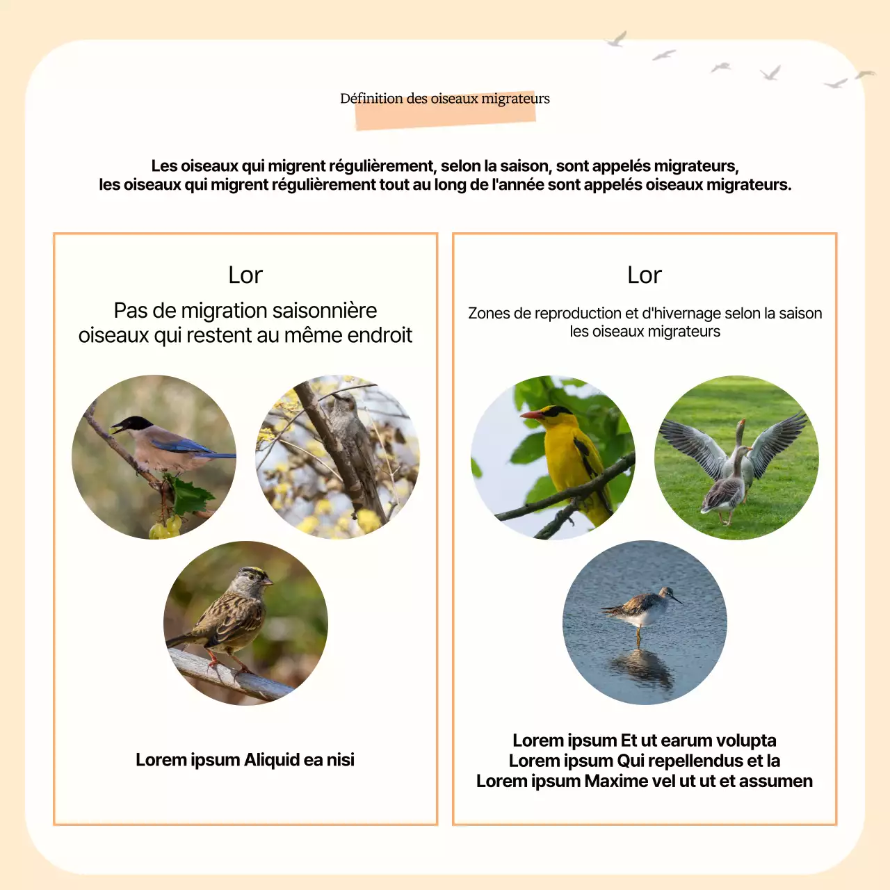 Un simple guide des oiseaux migrateurs jaune et orange