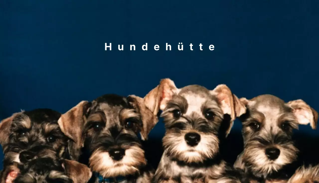 Geschäfte für Hundebedarf