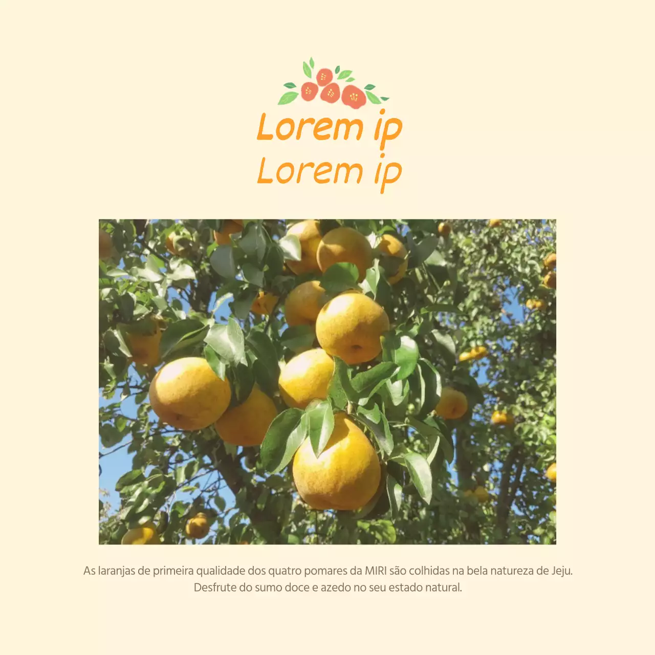 Postal a vender laranjas amarelas da ilha de Jeju