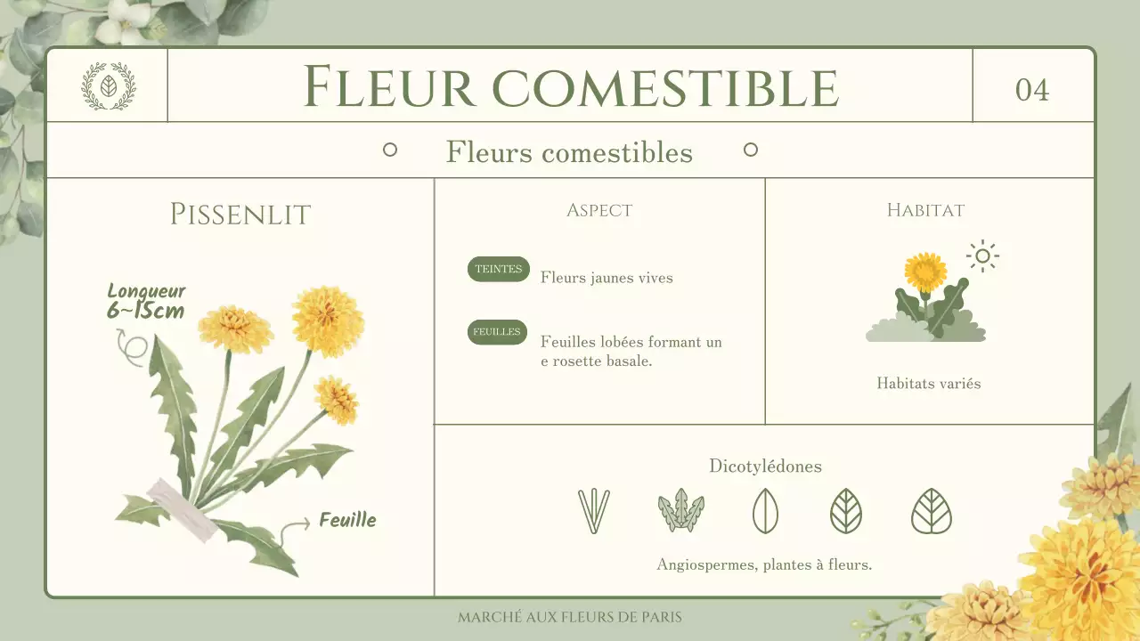 Informations sur les fleurs et les herbes comestibles sur le thème de l'illustration verte et sentimentale à l'aquarelle