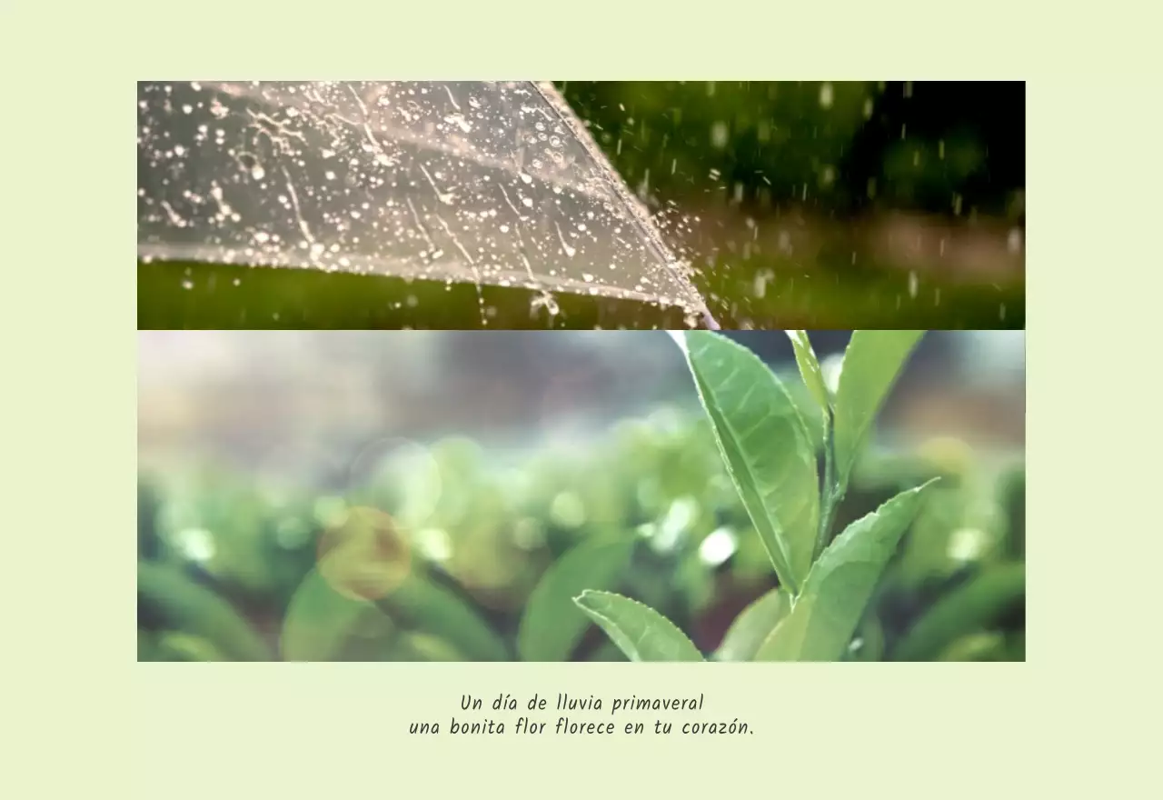 Blanco naturaleza botánica limpia