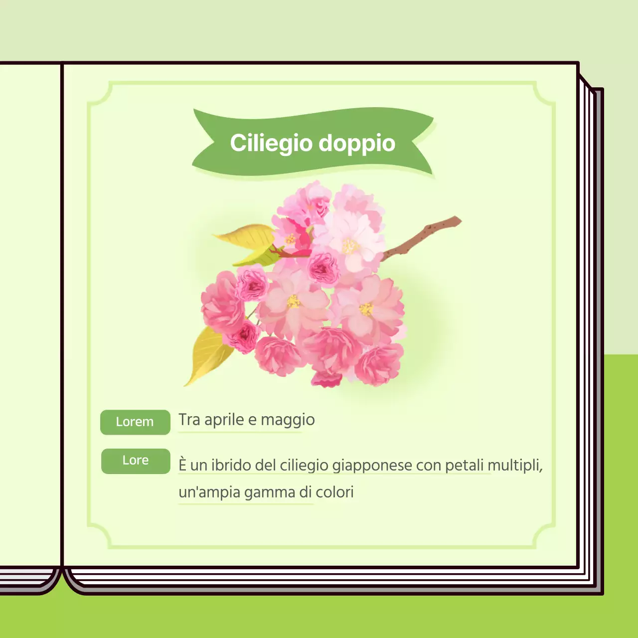 Concetto di libro informativo sui fiori di ciliegio in colori pastello