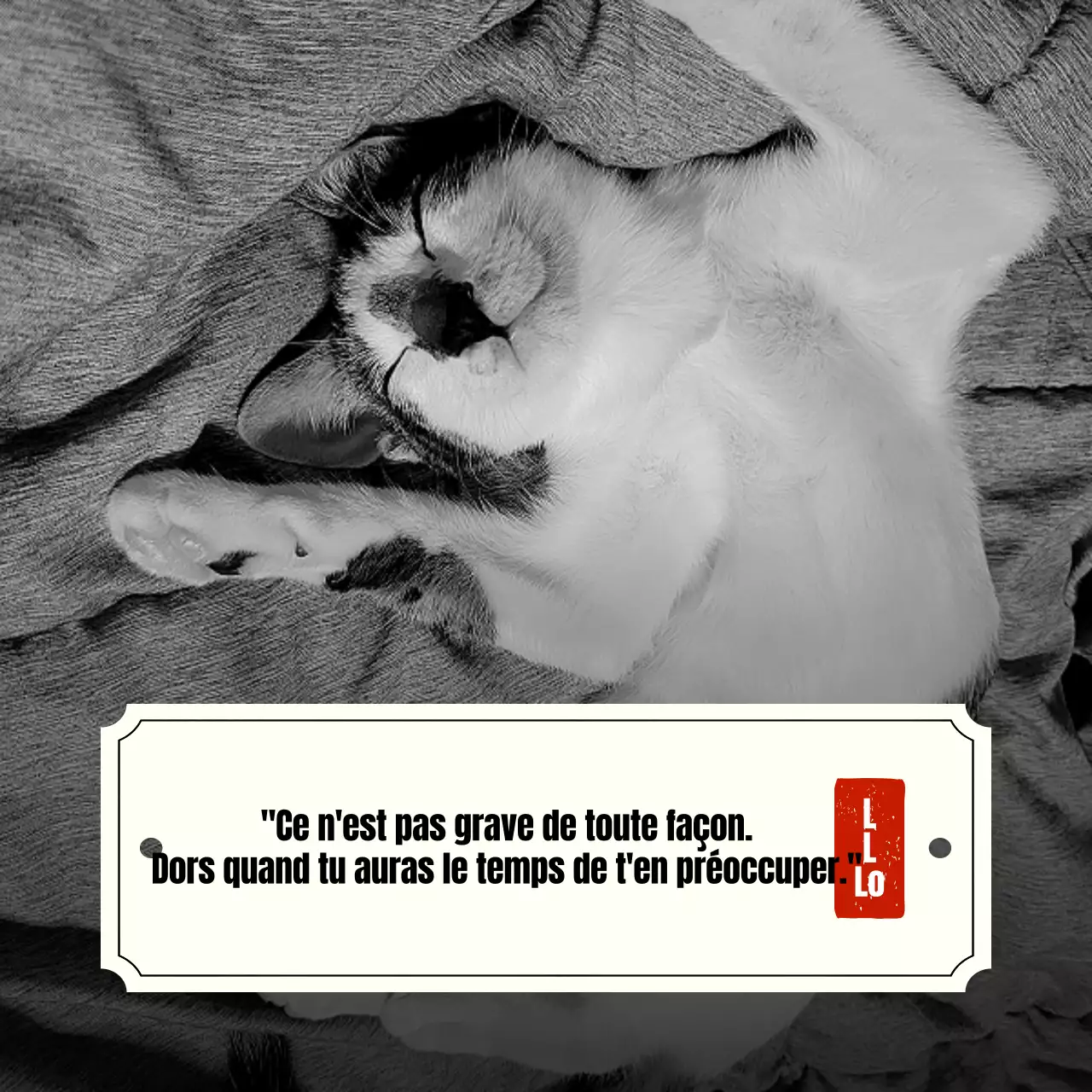 Promouvoir un concept de citation émotionnelle de qualité B sur fond de chat