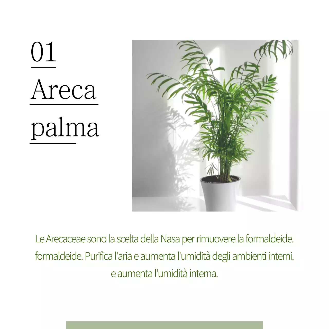 Animali domestici che catturano le polveri sottili