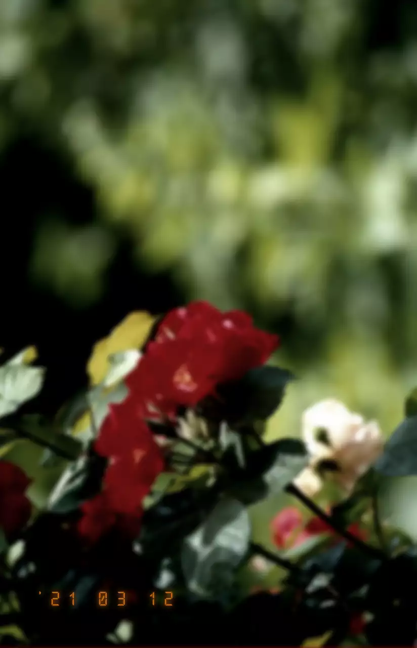 Emotionale und verträumte Text- und Fotokombination in Rot und Weiß Für personalisierte Waren