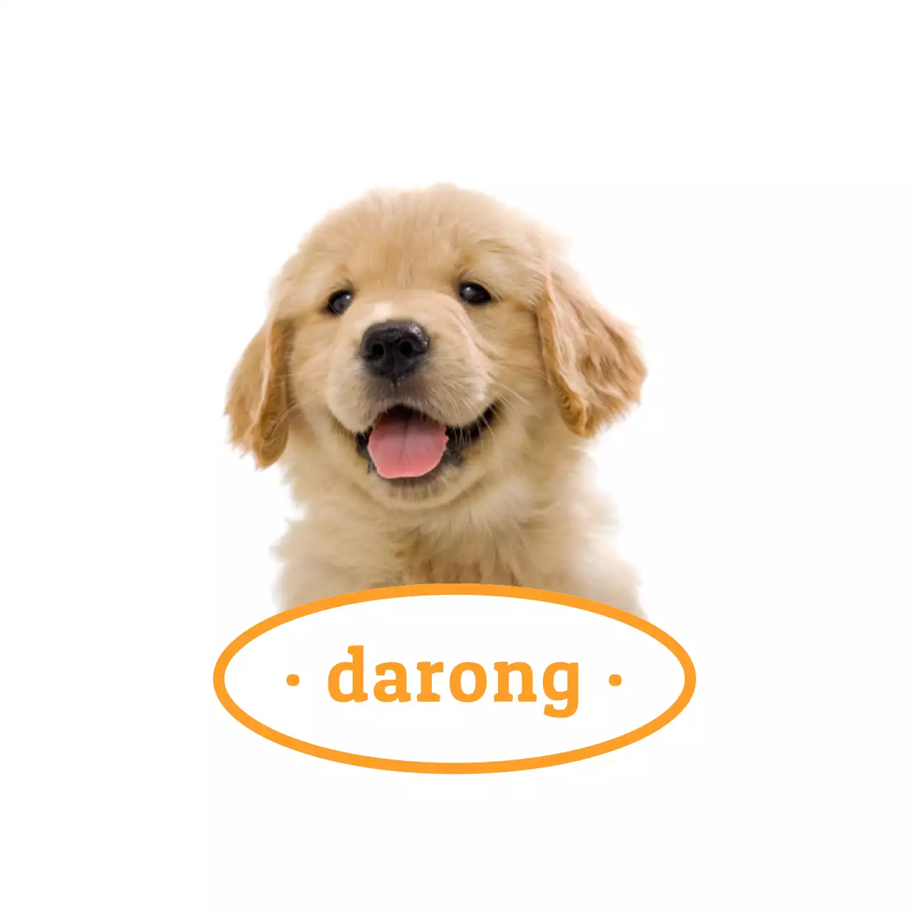 Naamplaatjes met echte foto's van schattige katten en honden in rood en geel