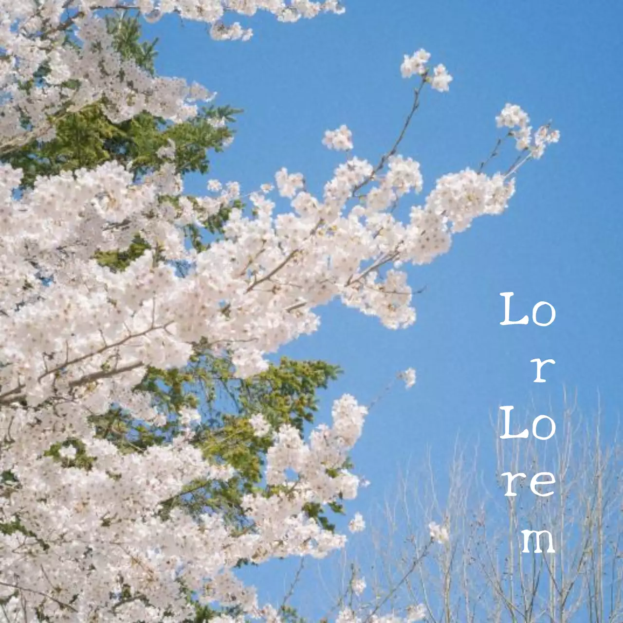 Diseño conceptual de primavera inspirado en los cerezos en flor japoneses