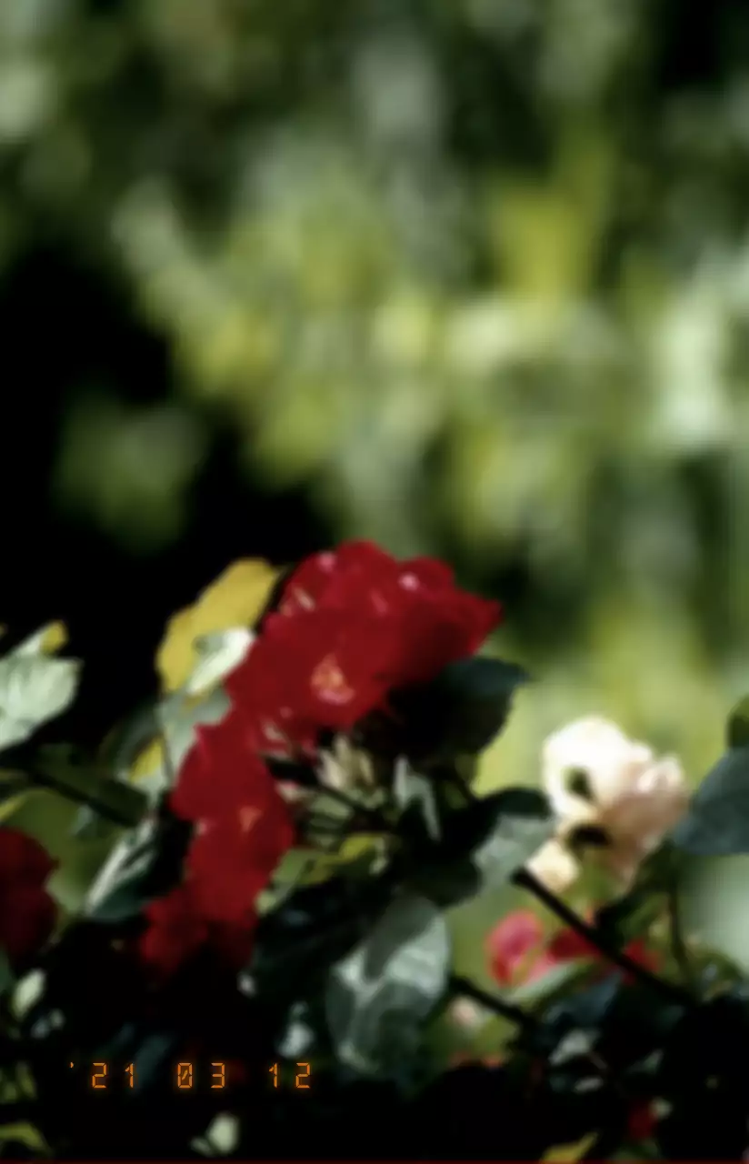 Emotionele en dromerige tekst- en fotocombinatiestijl in rood en wit Voor gepersonaliseerde merchandise